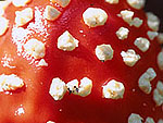 Amanita muscaria - Мухомор красный