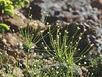 Androsace filiformis - Проломник нитевидный (Новг. обл.) 