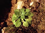 Androsace filiformis - Проломник нитевидный (Новг. обл.) 