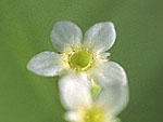 Androsace filiformis - Проломник нитевидный (Новг. обл.) 