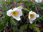Anemone nemorosa - Ветреница дубравная