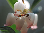 Arctostaphylos uva-ursi - Толокнянка обыкновенная