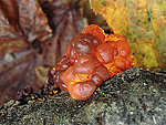 Ascotremella faginea 