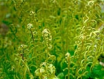 Athyrium filix-femina - Кочедыжник женский