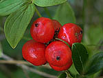 Chamaepericlymenum suecicum - Дёрен шведский