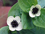 Chamaepericlymenum suecicum - Дёрен шведский