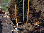 Clavariadelphus fistulosus - Рогатик
