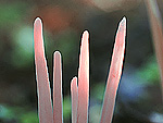 Clavaria purpurea - Клавария пурпурная