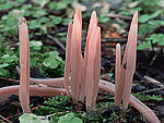 Clavaria purpurea - Клавария пурпурная
