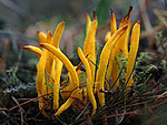 Clavulinopsis fusiformis - Рогатик