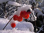 Convallaria - Ландыш