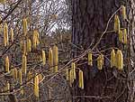 Corylus avellana - Лещина обыкновенная
