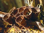 Cyathus striatus - Бокальчик полосатый