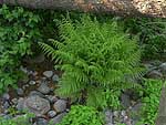 Dryopteris filix-mas - Щитовник мужской
