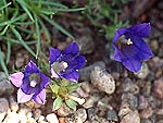 Edraianthus pumilio - Эдрайантус пумилио