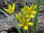 Gagea lutea - Лук гусиный 