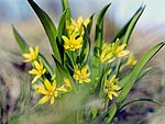 Gagea lutea - Лук гусиный 