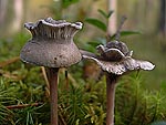 Hygrophorus sp.  - Kоронация (гигрофоры-мутанты)