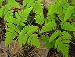 Gymnocarpium dryopteris - Голокучник трёхраздельный