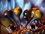 Hemitrichia calyculata