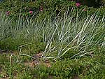 Honckenya & Elymus arenarius - Гонкения и колосняк песчаный