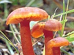 Laccaria laccata - Лаковица розовая