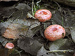 Lactarius torminosus - Волнушка
