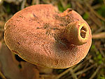 Lactarius helvus - Горькушка болотная
