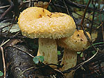 Lactarius repraesentaneus - Жёлтый груздь