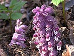 Lathraea squamaria - Петров крест чешуйчатый  