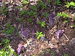 Lathraea squamaria - Петров крест чешуйчатый  