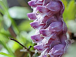 Lathraea squamaria - Петров крест чешуйчатый  