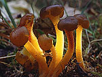 Leotia lubrica