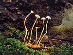 Marasmius sp. - Негниючник