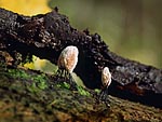 Stemonitis sp.
