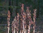 Monotropa hipopithys - Монотропа ипофитис