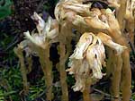 Monotropa hipopithys - Монотропа ипофитис