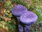 Cortinarius violaceus - Паутинник фиолетовый