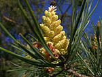 Pinus sylvestris - Сосна обыкновенная