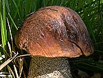 Leccinum scabrum - Подберёзовик обыкновенный