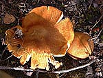 Tricholomopsis sp. - Рядовка