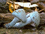 Stropharia aeruginosa - Строфария сине-зелёная