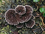 Thelephora terrestris