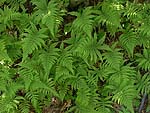 Thelypteris phegopteris - Телиптерис буковый