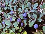 Vaccinium uliginosum - Голубика