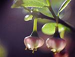 Vaccinium myrtillus - Черника 