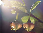 Vaccinium myrtillus - Черника 