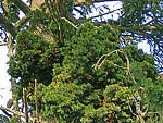 WB on picea abies (Baltia region)
Фото Светланы Полонской