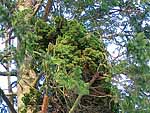 WB on picea abies (Baltia region)
Фото Светланы Полонской