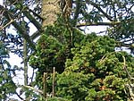 WB on picea abies (Baltia region)
Фото Светланы Полонской